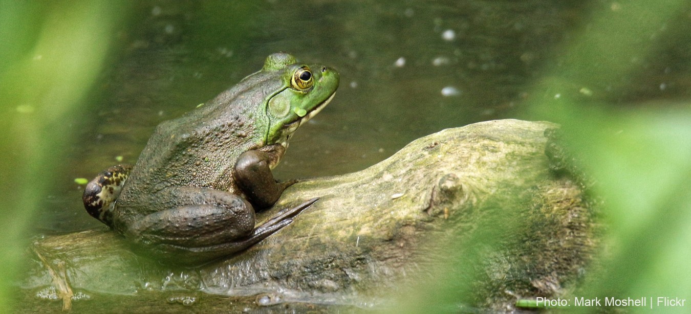 Grenouille. Photo: Mark Moshell