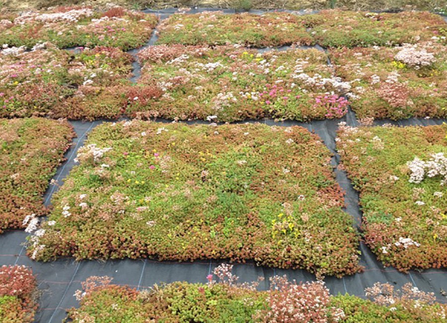 Des tapis de fleurs par terre