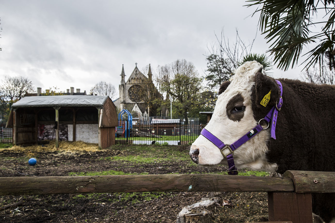 Spitalfields City Farm