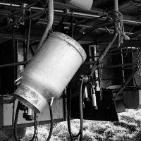 Machine à traire et cruche à lait