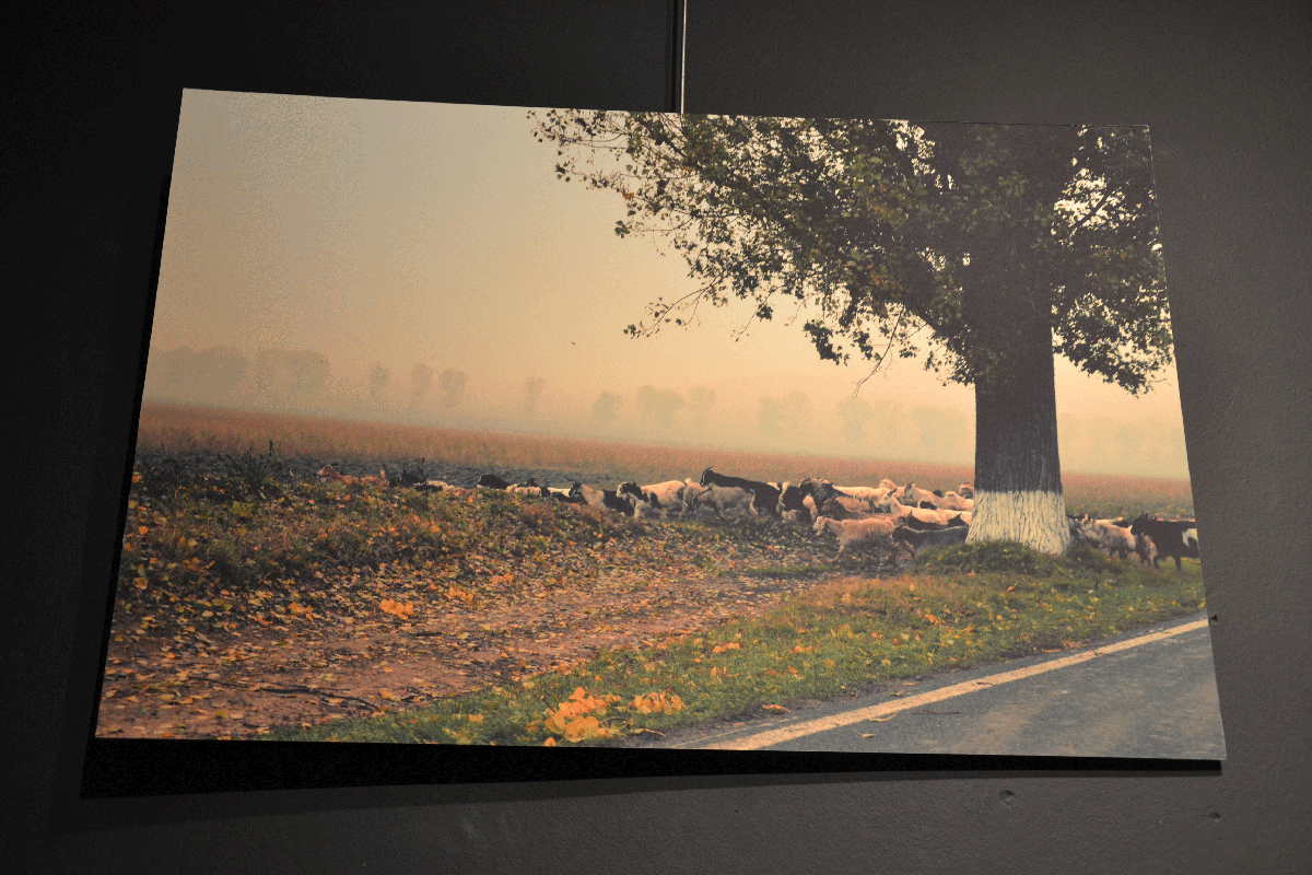 Chèvres traversant une route roumaine.