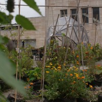 potager collectif Bibliothèque royale de Bruxelles