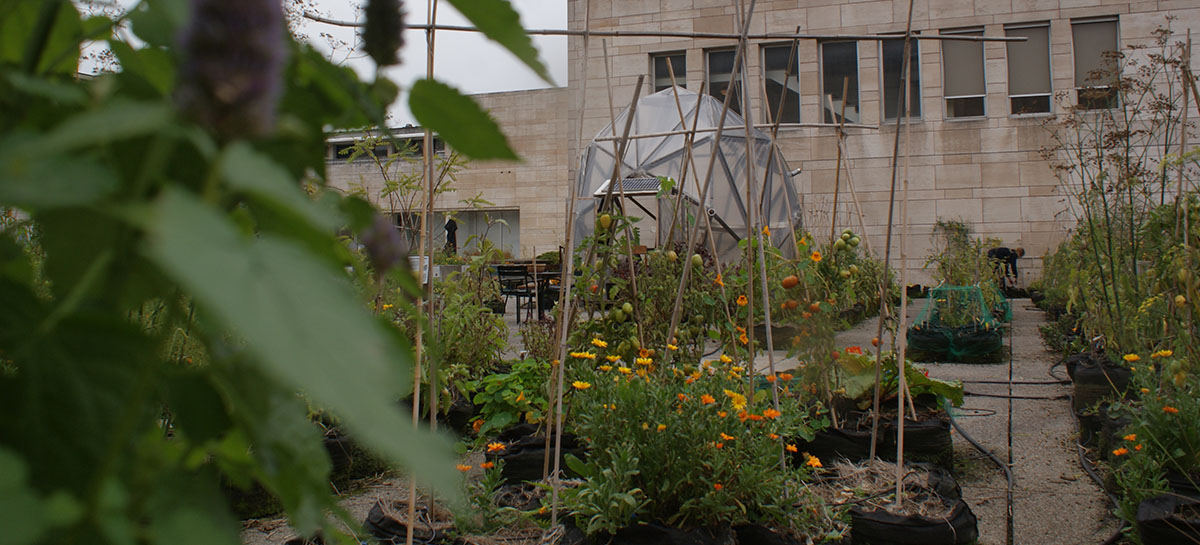 potager collectif Bibliothèque royale de Bruxelles