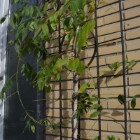 Des plantes dans les rues de Bruxelles