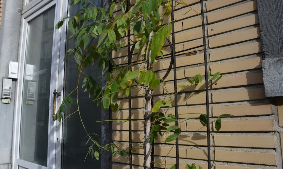 Des plantes dans les rues de Bruxelles