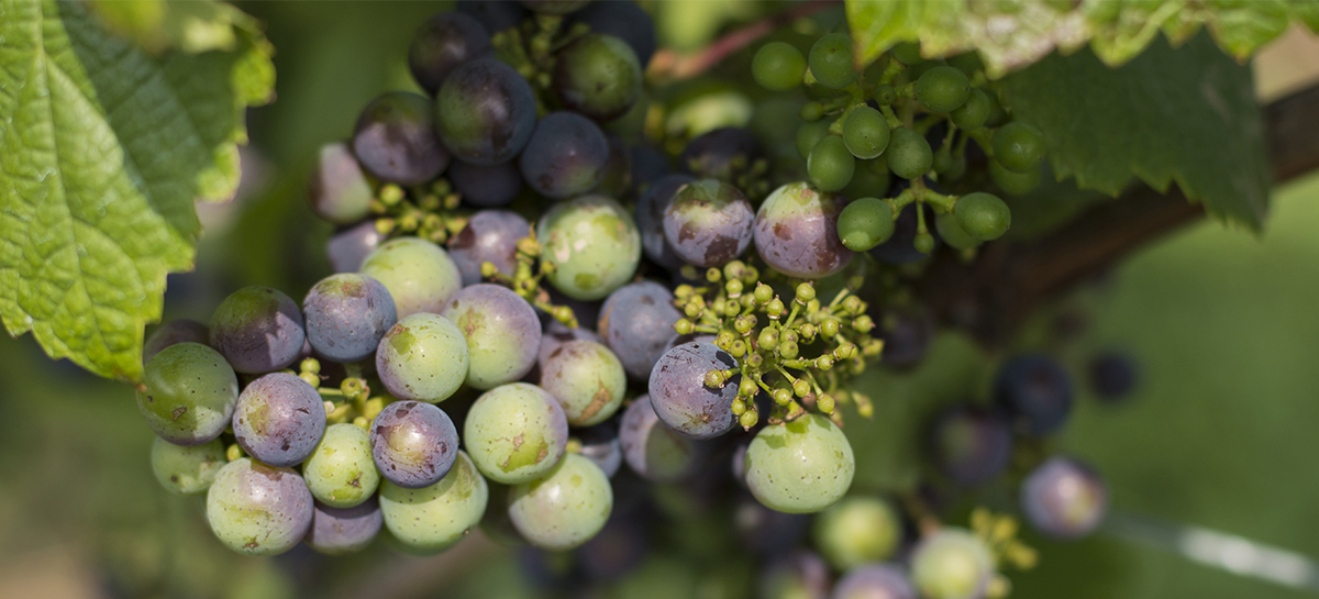 Vigne, raisins