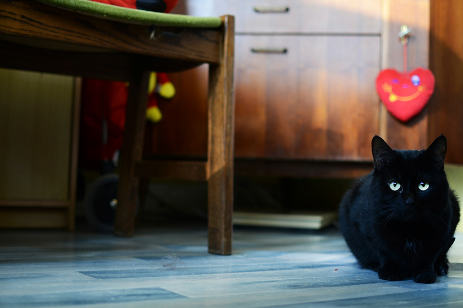 Le chat de Solange, pensionnée belge.