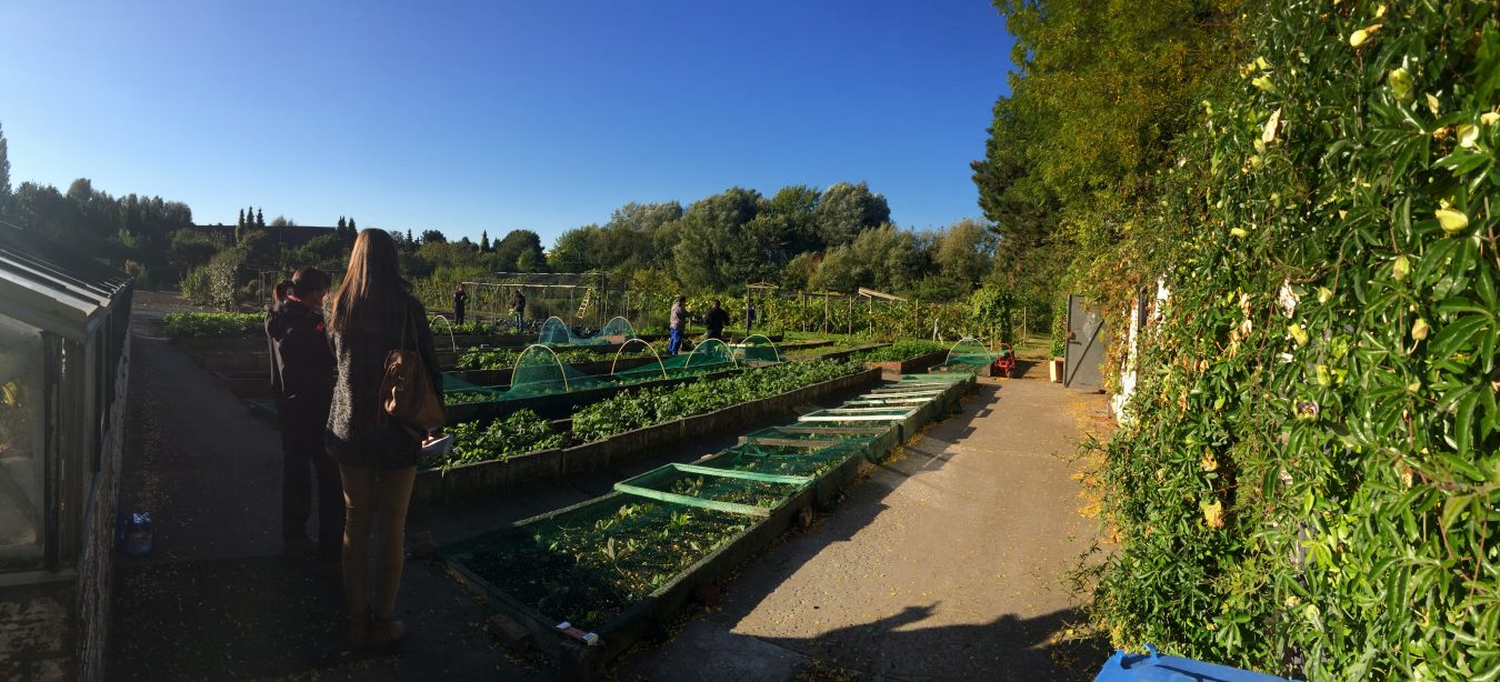 Potager de l'école de Jean-d'Avènes à Mons.