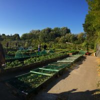 Potager de l'école de Jean-d'Avènes à Mons.