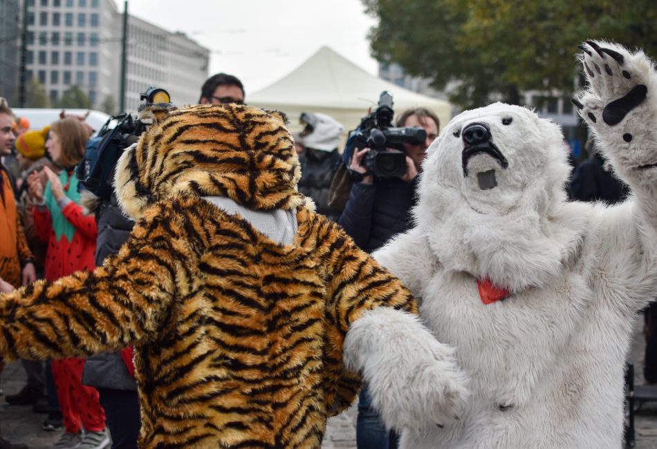 Le tigre danse bras dessus, bras dessous avec l'ours polaire.