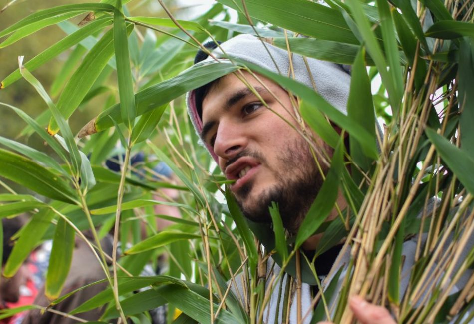 L'activiste koala n'hésite pas à manger des feuilles de bambou pour incarner son rôle.