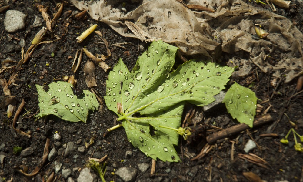 feuille d'arbre dans des déchets