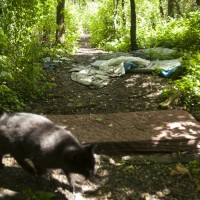 déchets dans la nature